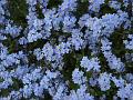 2013-0429-1545_ForgetMeNot_13.5C